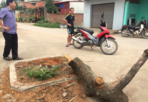 Hà[-]Nội:[-]Cả[-]trăm[-]cây[-]xanh[-]bị[-]chặt[-]hạ[-]sau[-]đợt[-]ra[-]quân[-]"đòi"[-]vỉa[-]hè
